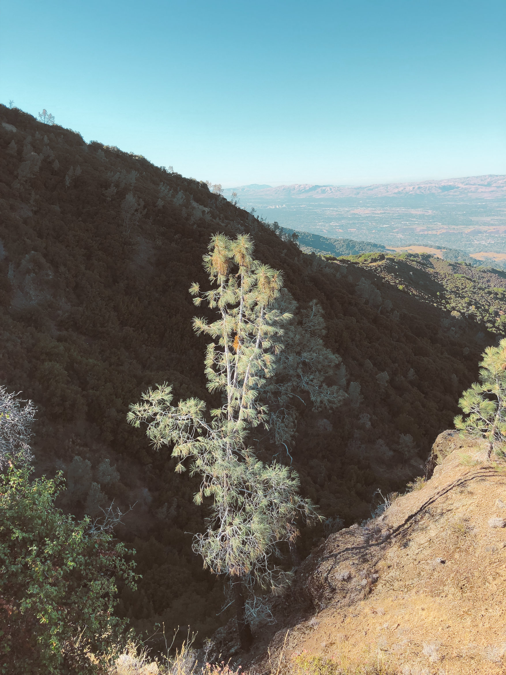 california hiking mount umunhum
