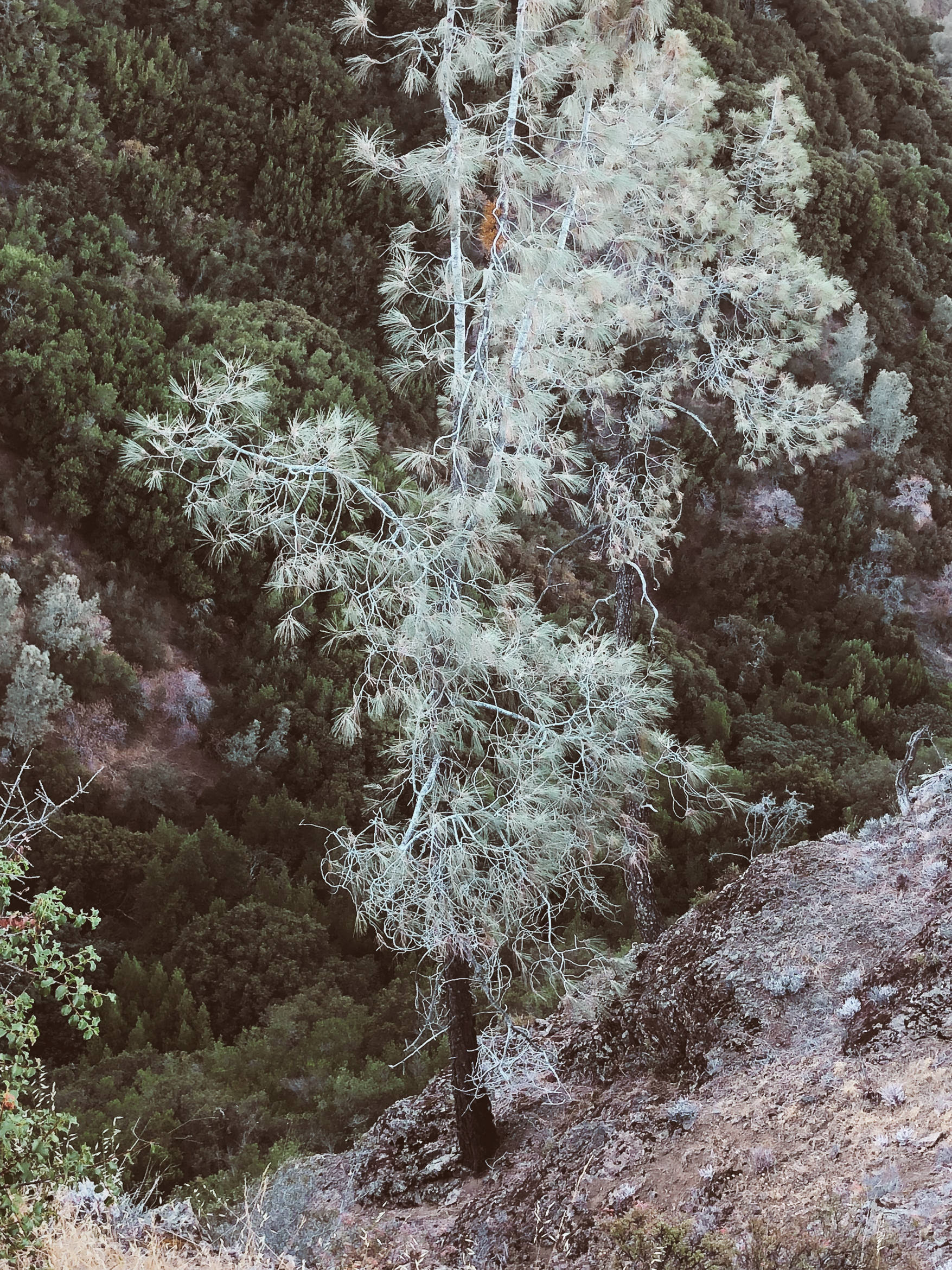 california hiking mount umunhum