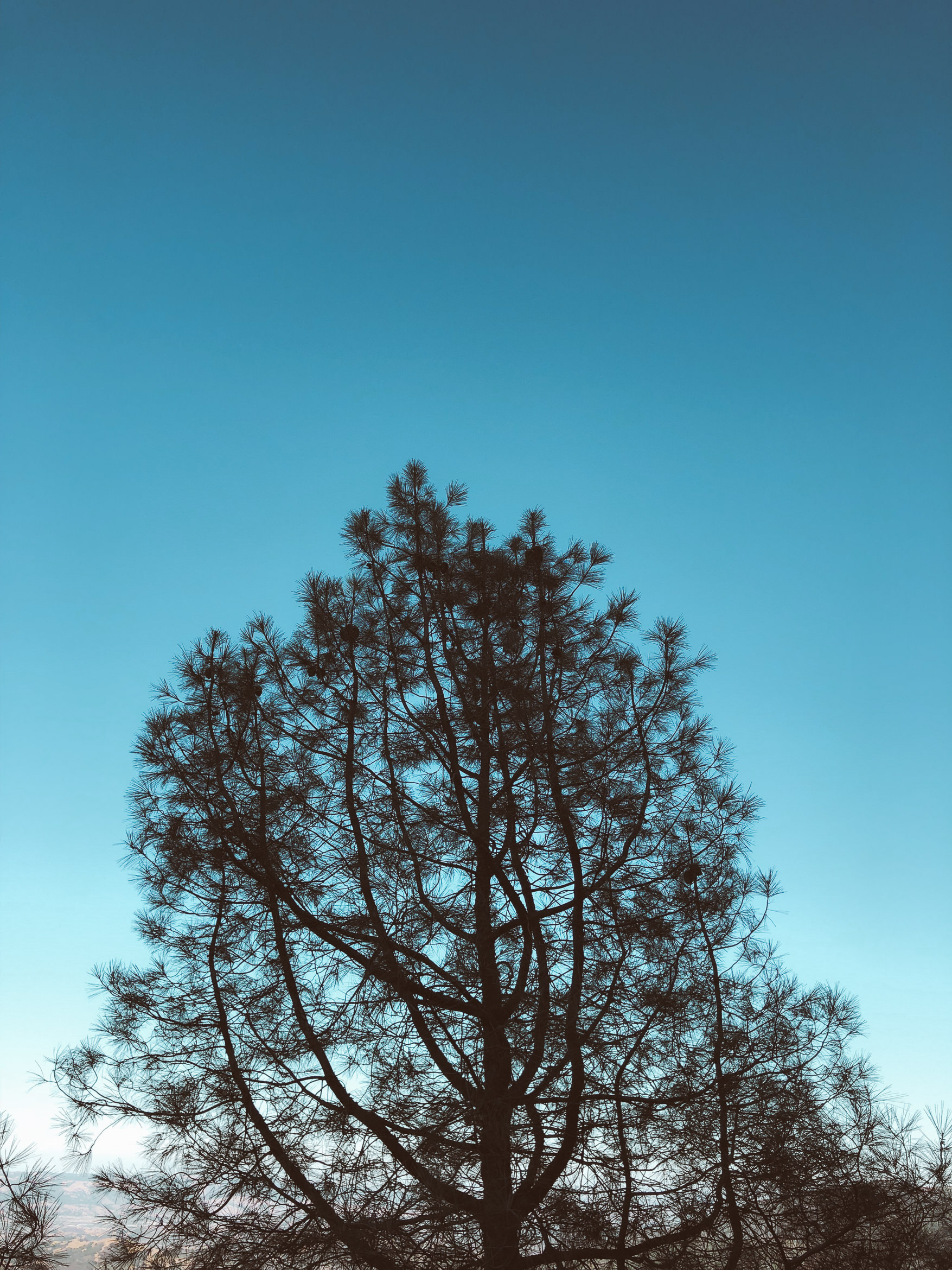 california hiking mount umunhum