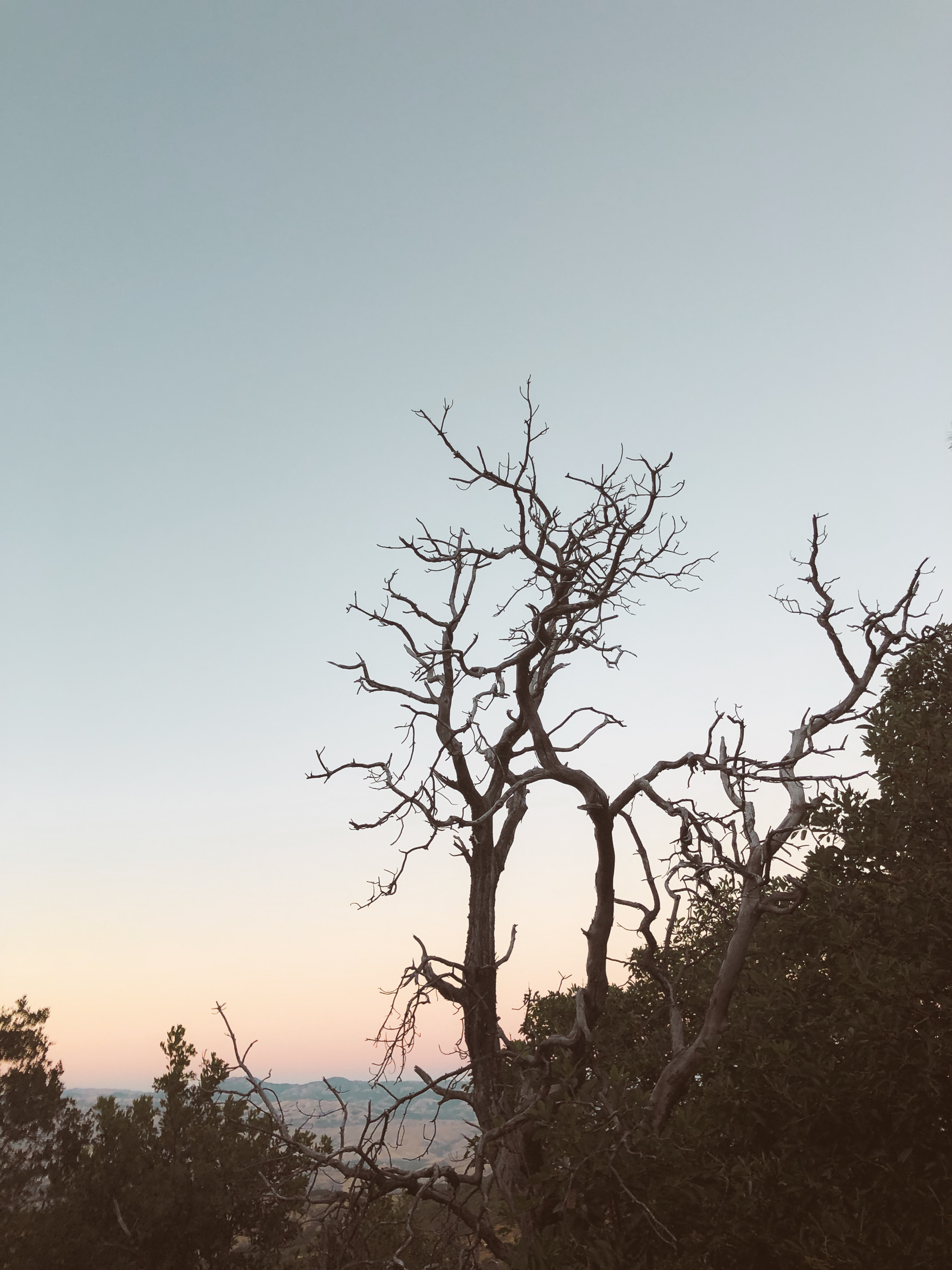 california hiking mount umunhum