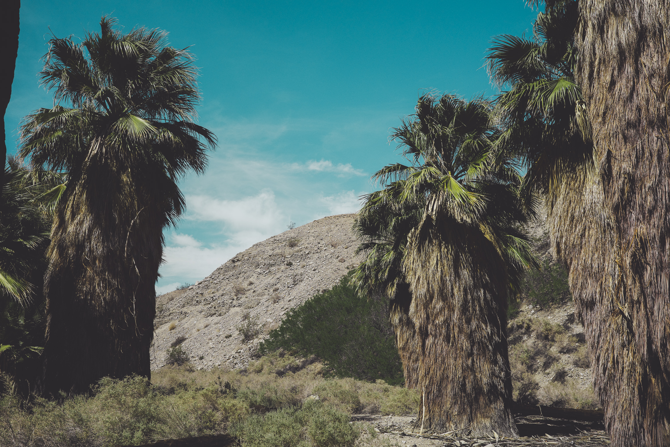 PalmSprings hiddenpalms