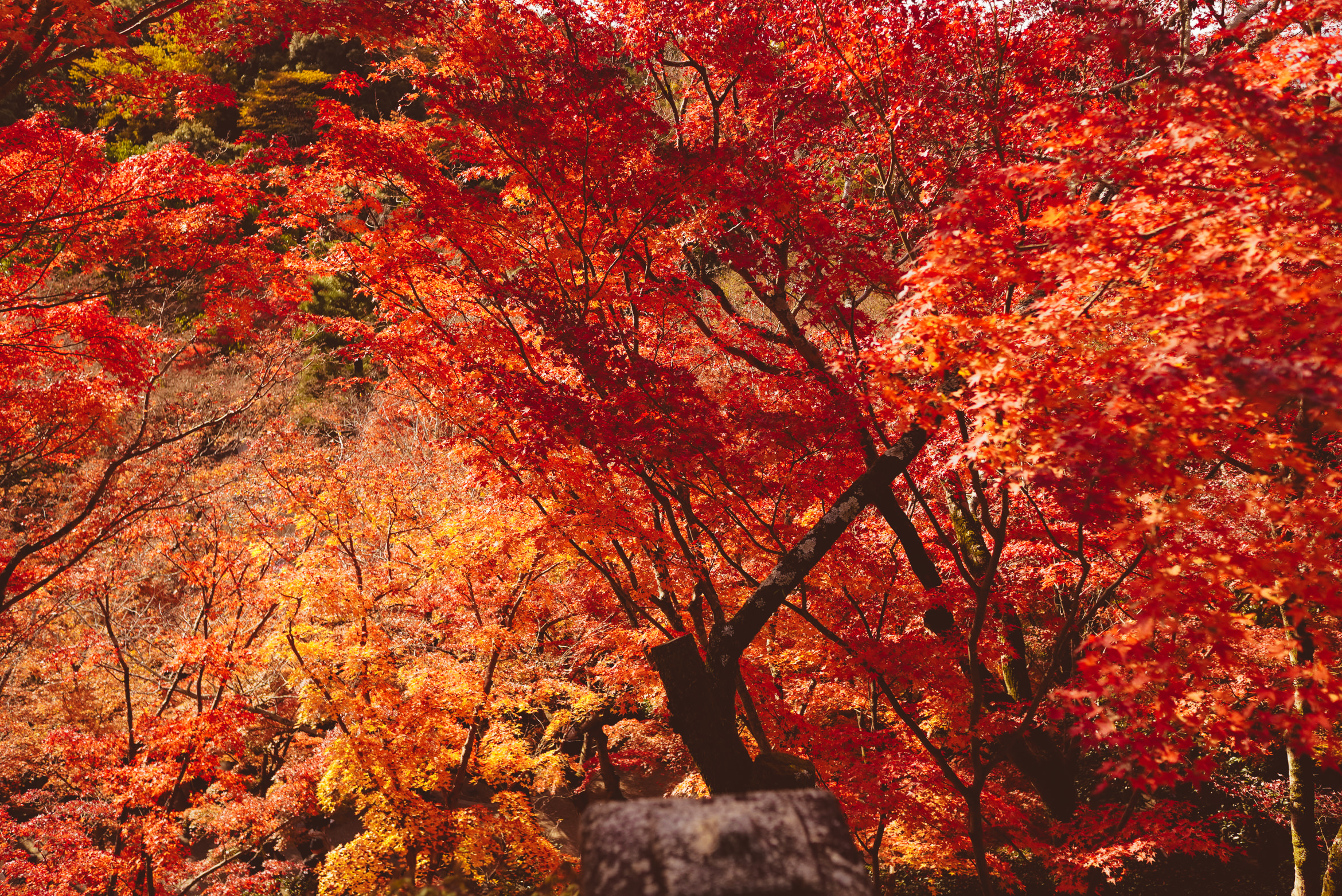 Japan Kyoto vermillion life force