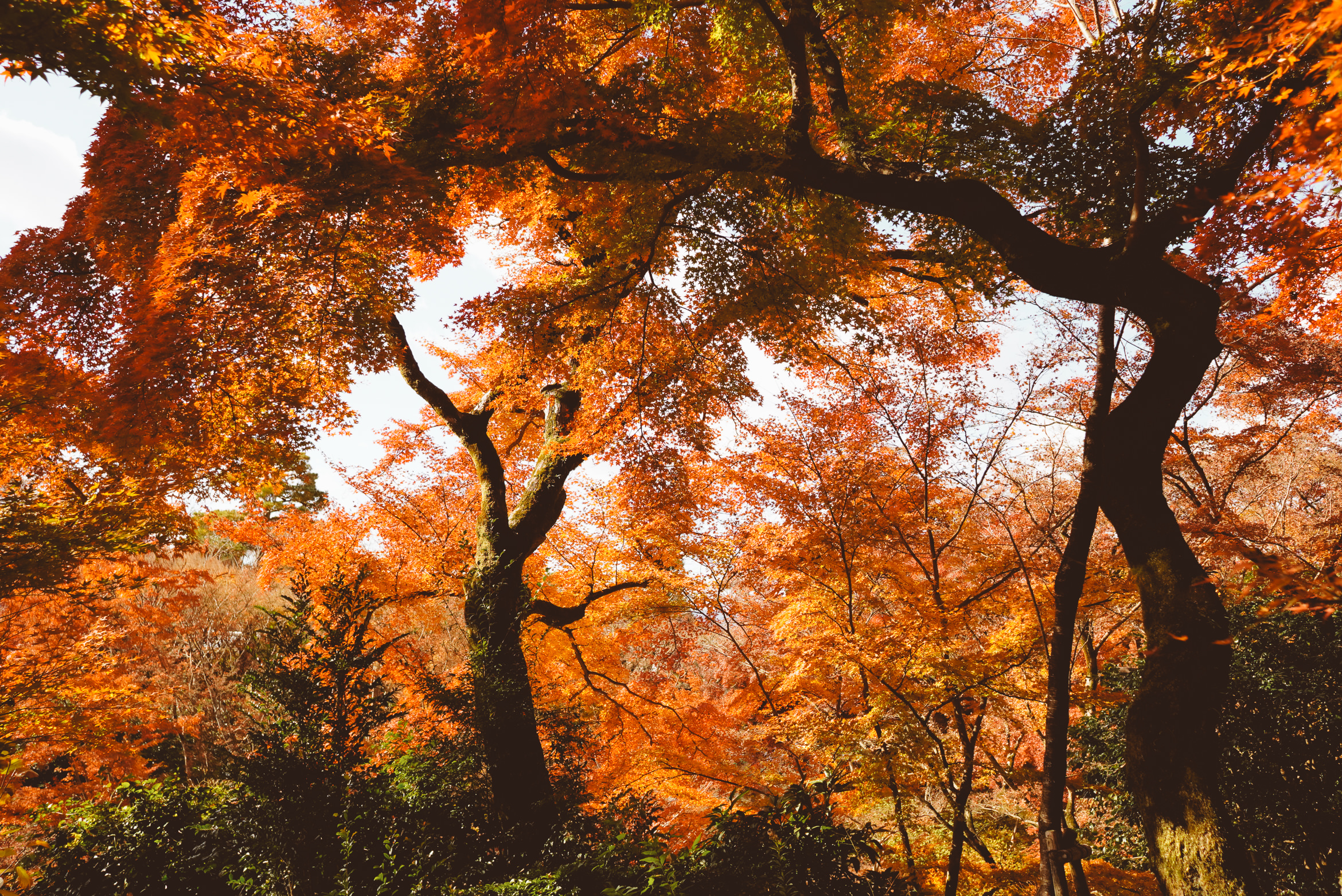 Japan Kyoto temple over the abyss